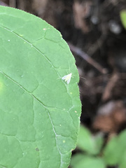 Pterygota