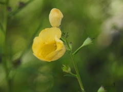 Brachystigma wrightii