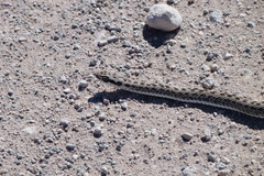 Philodryas psammophidea