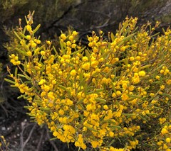Acacia sclerophylla