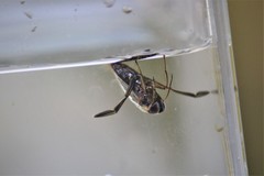 Notonecta insulata