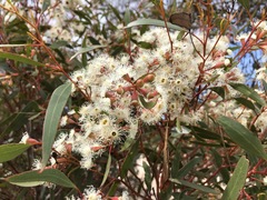 Eucalyptus calycogona