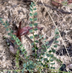 Astragalus obcordatus