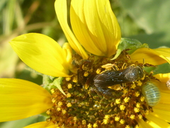 Protandrena aethiops