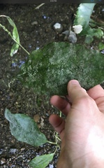 Phyllocoptes coprosmae