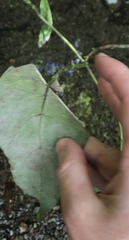 Phyllocoptes coprosmae