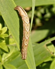 Pseudorthodes