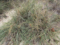 Spinifex hirsutus