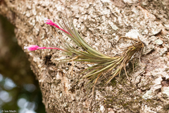Tillandsia tenuifolia
