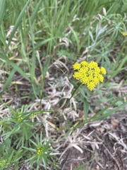 Pseudocymopterus