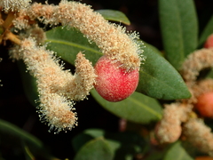 Dryocosmus castanopsidis