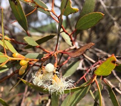 Eucalyptus calycogona