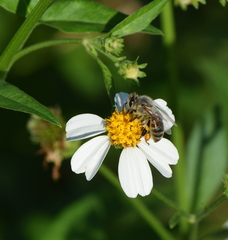 Apis mellifera image