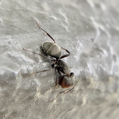 Camponotus novogranadensis