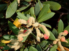 Dryocosmus castanopsidis