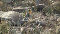 Macronyx capensis colletti