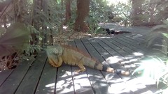 Iguana iguana