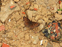 Anthanassa acesas