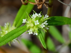 Mitracarpus breviflorus