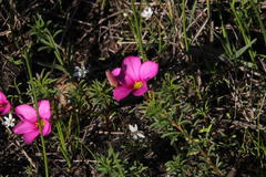 Oxalis hirta hirta