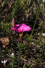 Oxalis hirta hirta