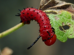 Anisota oslari