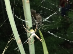 Argiope argentata