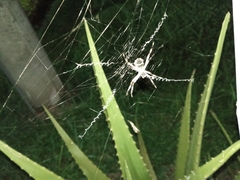 Argiope argentata
