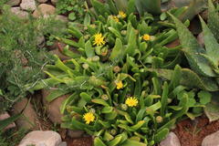 Glottiphyllum longum