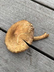 Pholiota