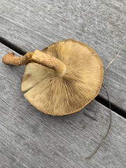 Pholiota