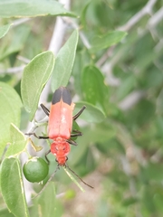 Chauliognathus lecontei