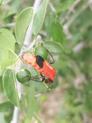 Chauliognathus lecontei