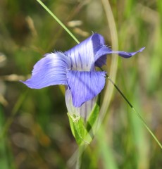 Gentianopsis macrantha