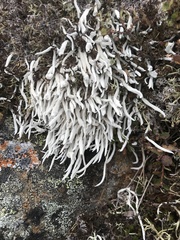 Thamnolia vermicularis