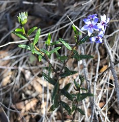 Halgania andromedifolia