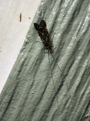 Macrostemum carolina