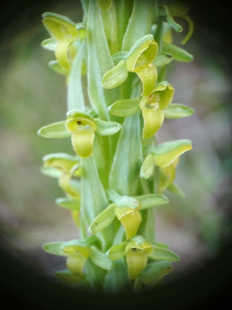 Coenoemersa volcanica