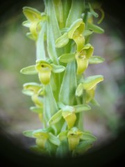 Platanthera volcanica