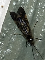 Macrostemum carolina