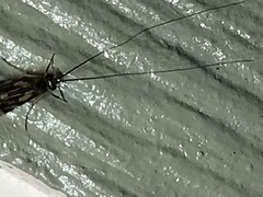 Macrostemum carolina