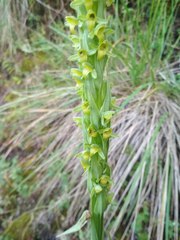 Platanthera volcanica