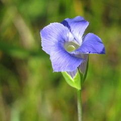 Gentianopsis macrantha