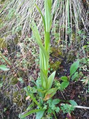 Platanthera volcanica