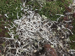 Thamnolia vermicularis