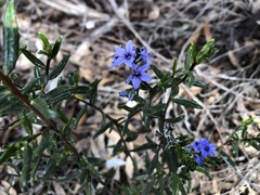 Halgania andromedifolia