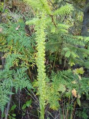 Platanthera volcanica
