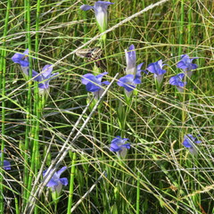 Gentianopsis macrantha