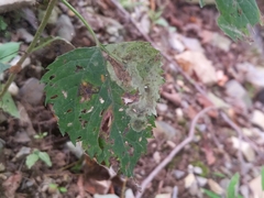 Calycomyza eupatoriphaga
