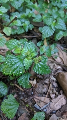 Nanocnide japonica